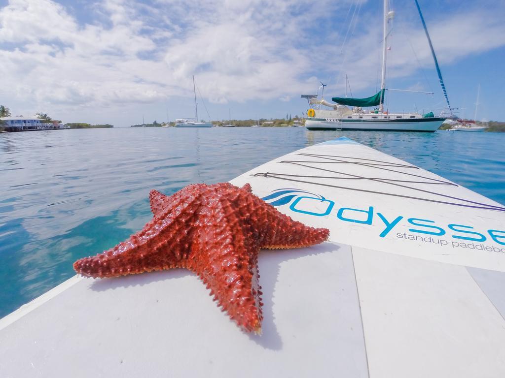 Green Turtle Club Resort & Marina Green Turtle Cay Eksteriør bilde